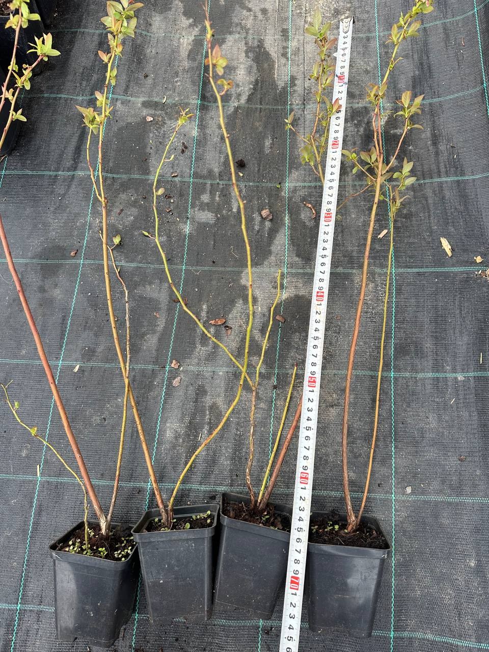 Лохина Bluecrop