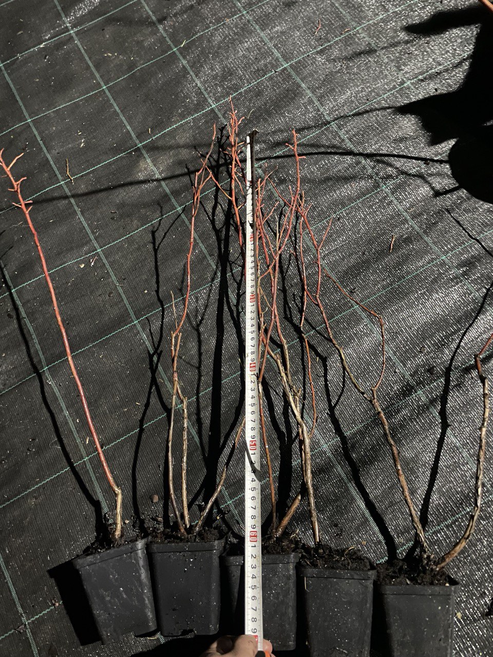 Лохина Chandler