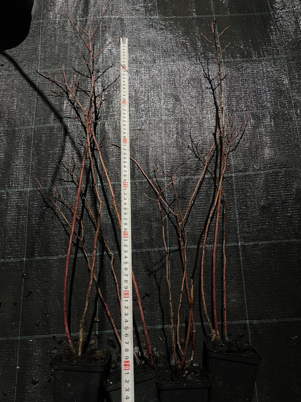 Лохина Дарроу