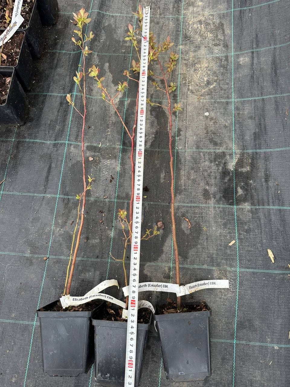 Лохина Елізабет