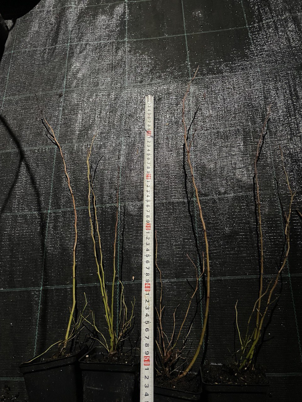 Лохина Еліот