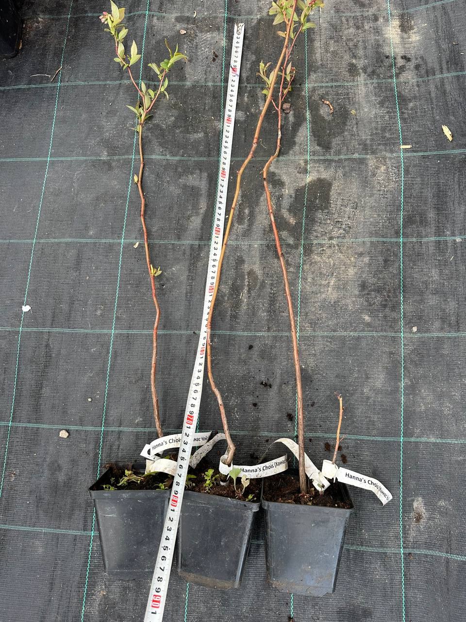 Лохина Ханнас Чойс