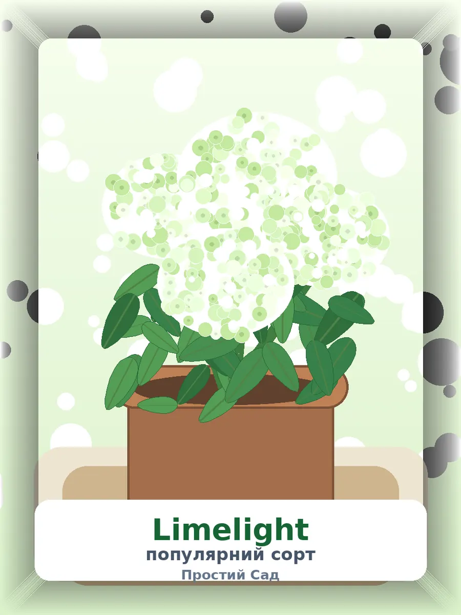 Гортензія Limelight