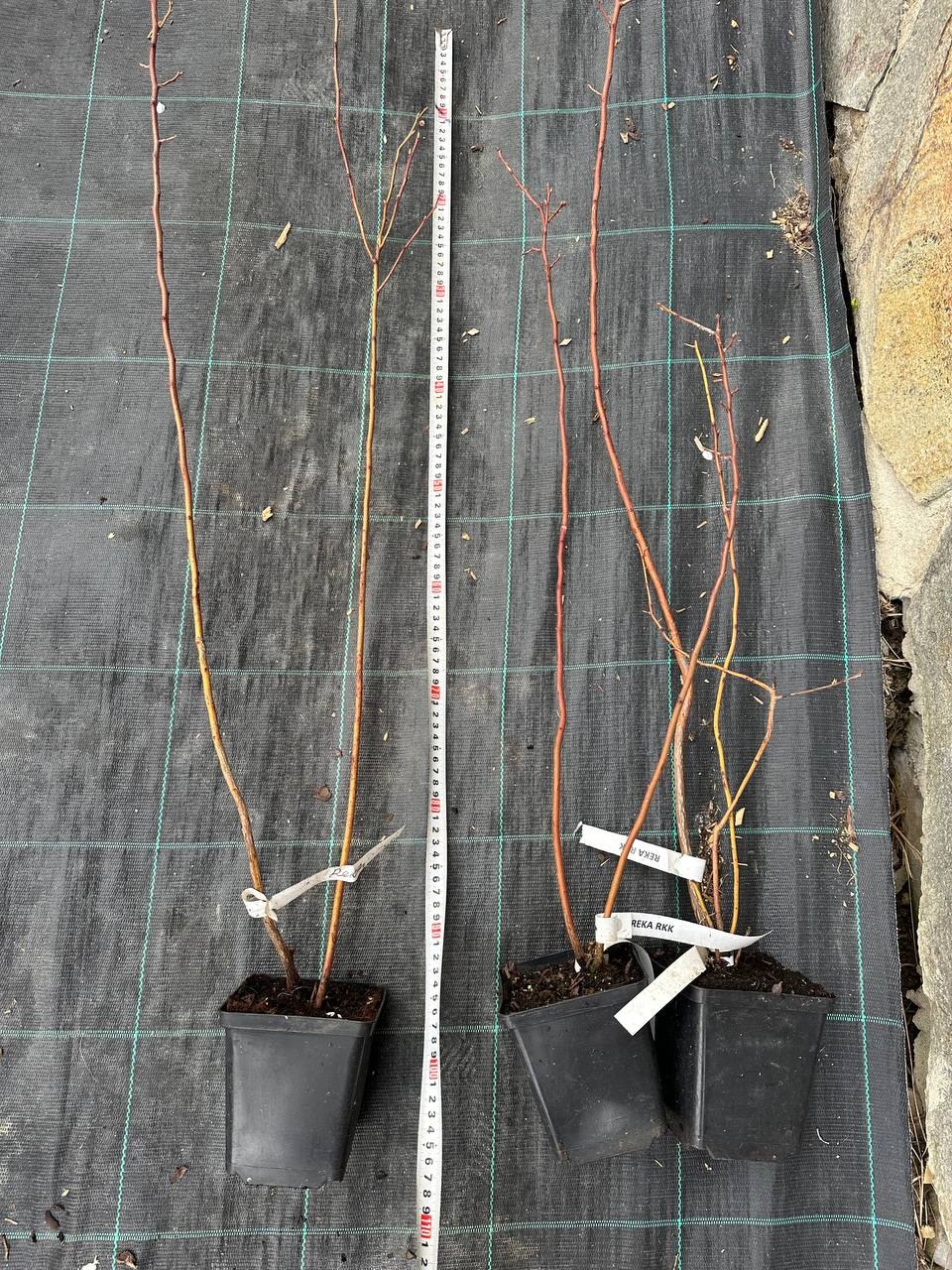 Лохина Река