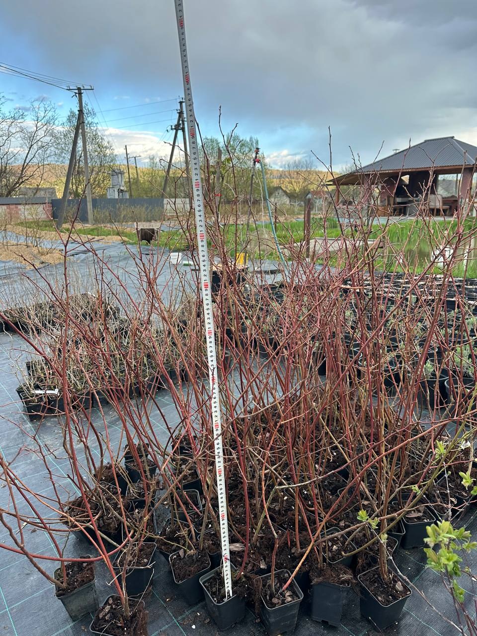 Лохина Спартан